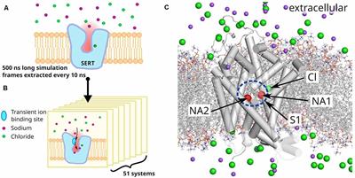 Investigating the Mechanism of Sodium Binding to SERT Using Direct Simulations